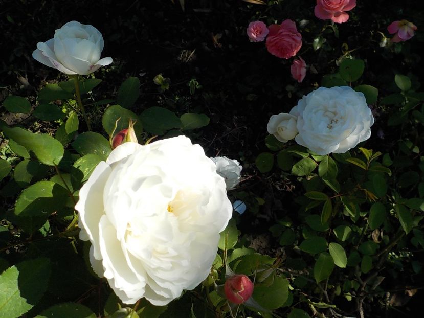  - Flori in octombrie 2018