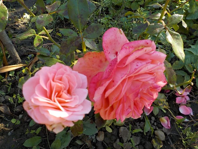  - Flori in octombrie 2018