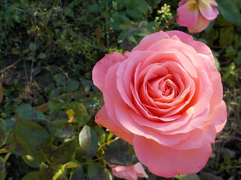  - Flori in octombrie 2018