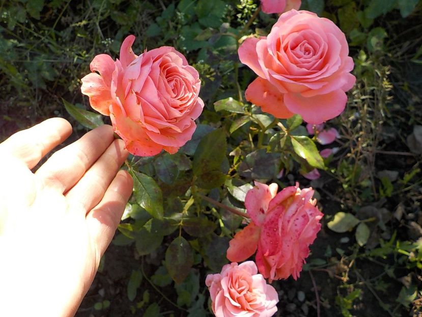  - Flori in octombrie 2018