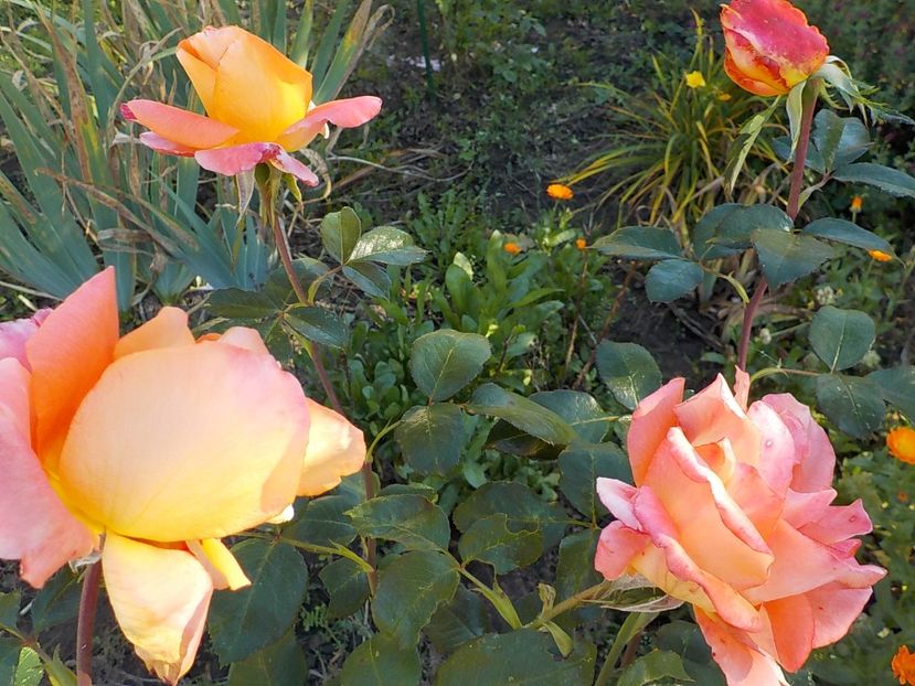  - Flori in octombrie 2018