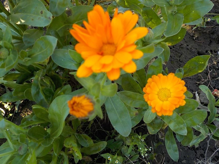  - Flori in octombrie 2018