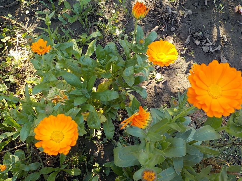  - Flori in octombrie 2018