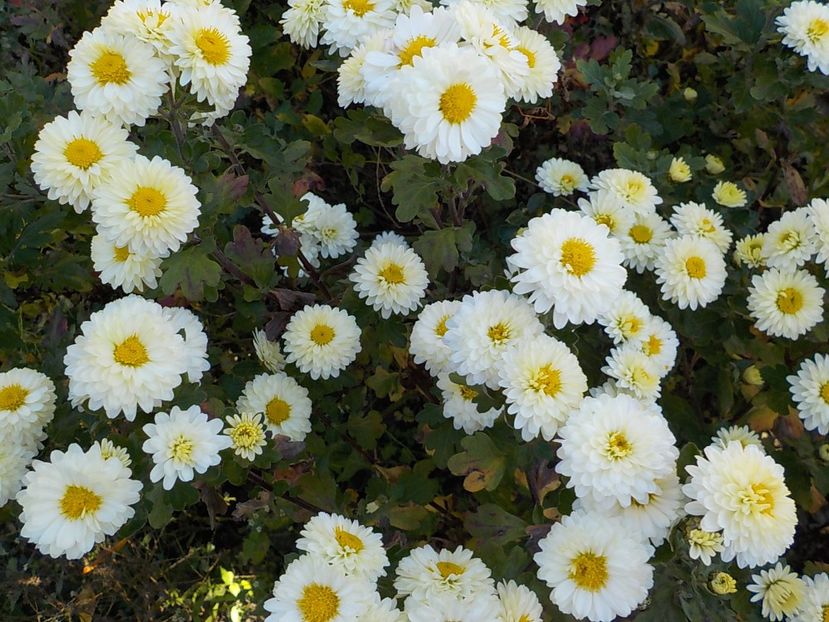  - Flori in octombrie 2018