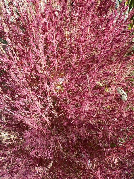  - Flori in octombrie 2018