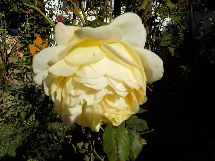  - Flori in octombrie 2018