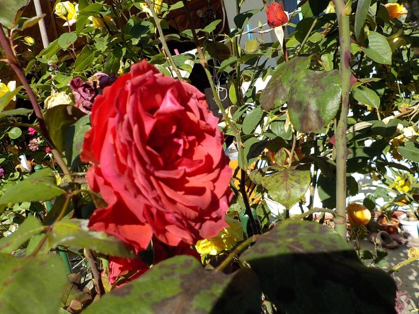  - Flori in octombrie 2018