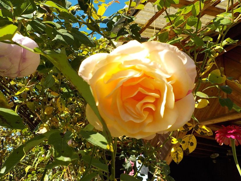  - Flori in octombrie 2018