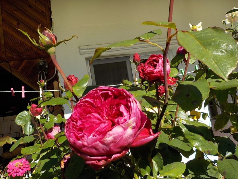  - Flori in octombrie 2018