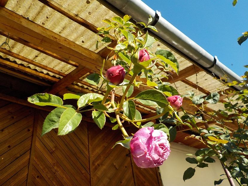  - Flori in octombrie 2018