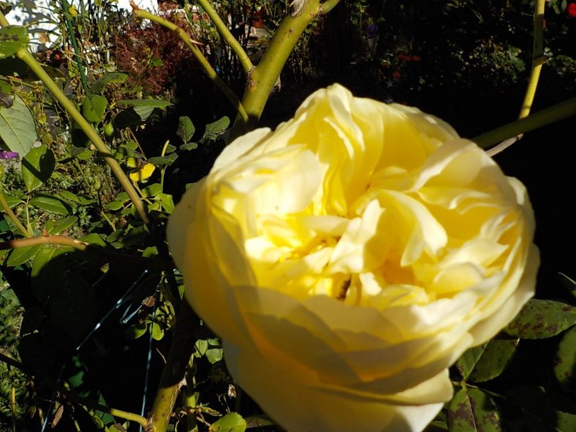  - golden celebration