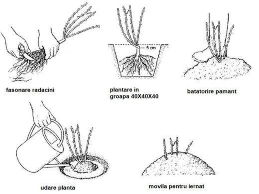 plantare corecta  - stanica