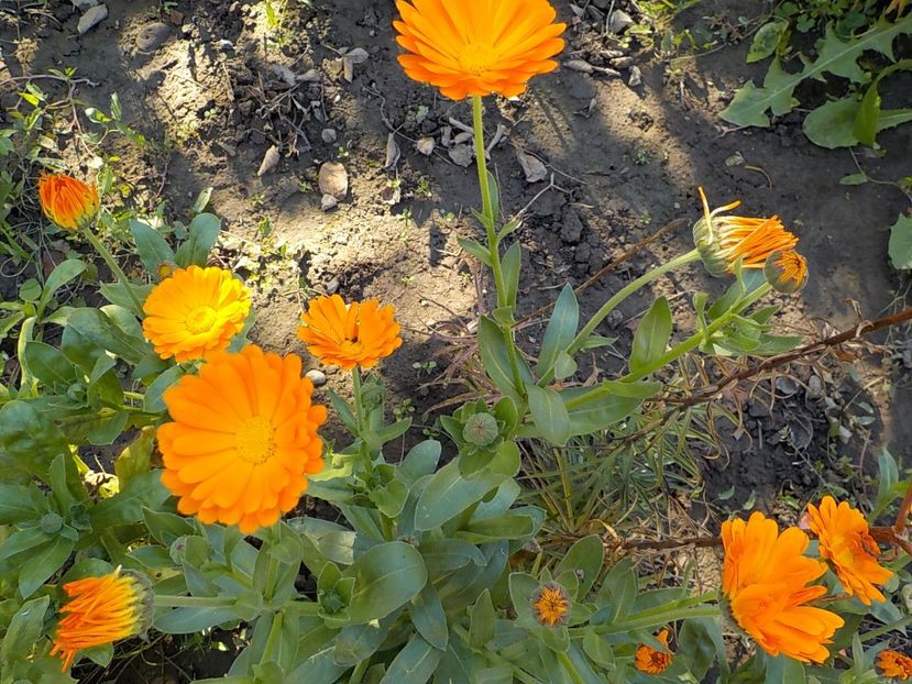  - galbenele in gradina