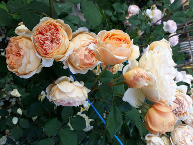 Crown Princess Margaret_david austin_shrub climbing apricot_fragrance_120-185cm - stanica