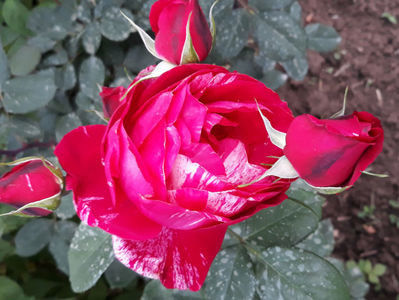 HENRY MATISSE Delbard_Floribunda, Florists Rose, Hybrid Tea_or rose bush_80-100cm - stanica