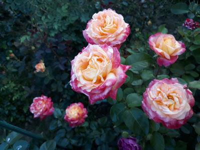 Pullman Orient Express_hybrid tea_meilland richardier_120_185cm - stanica