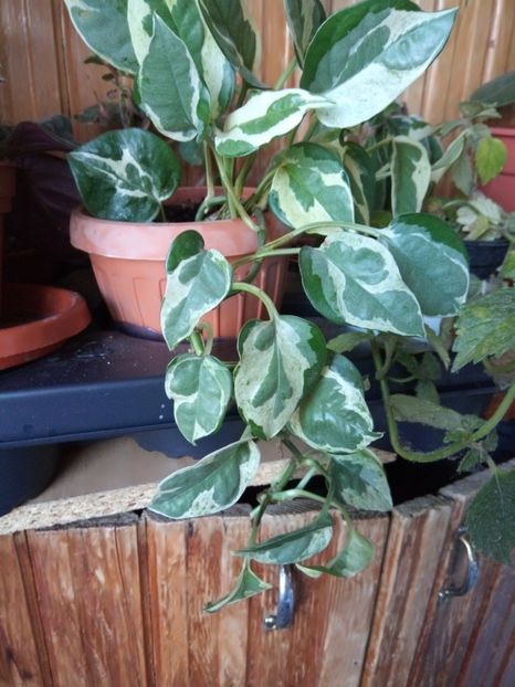 epipremim Injoy - -FEBRUARIE 2019