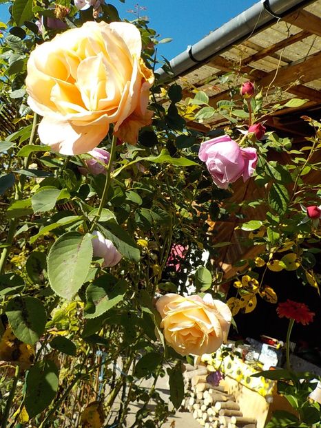  - Flori in octombrie 2018