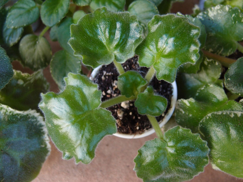 PA143317 - KZ Danochka