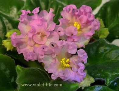 Danochka2 - KZ Danochka