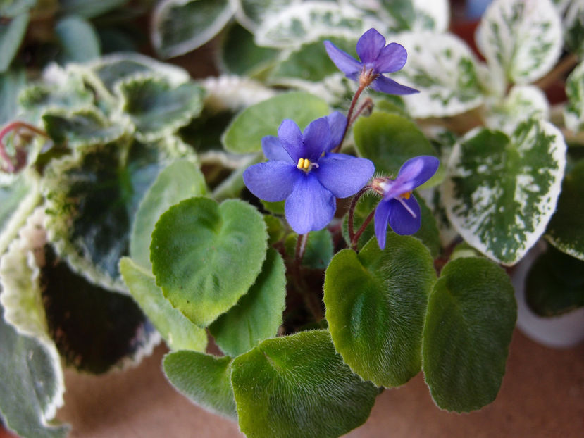 P5207183 - Saintpaulia magungensis var minima