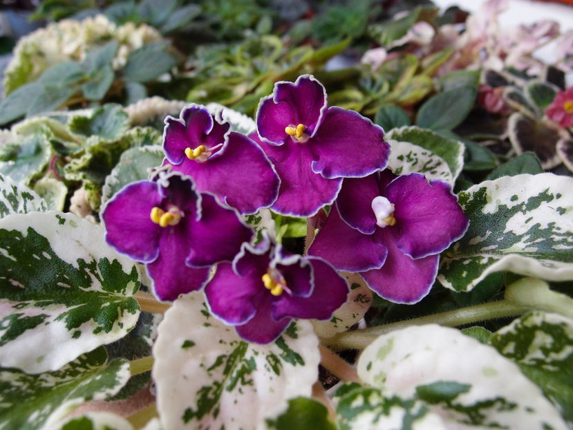 P5136306 - LE Amethyst Night