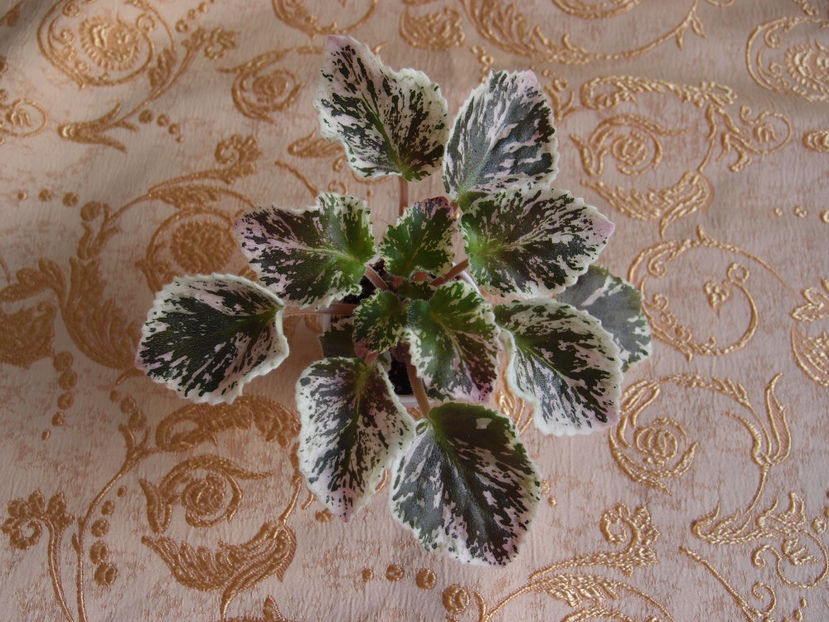 P8112201 - Cherokee Trail