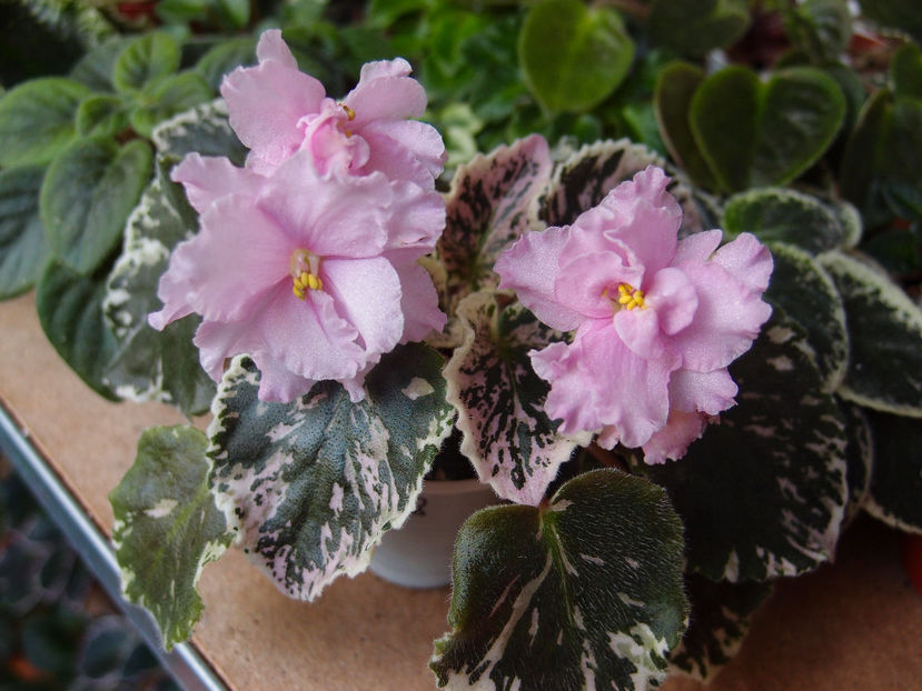 P6178962 - Cherokee Trail