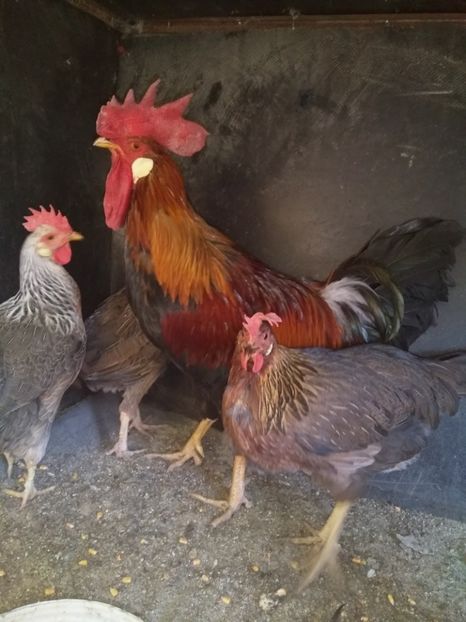  - Găinile mele italiene 2018