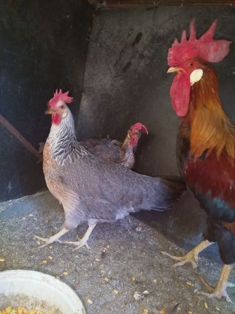  - Găinile mele italiene 2018