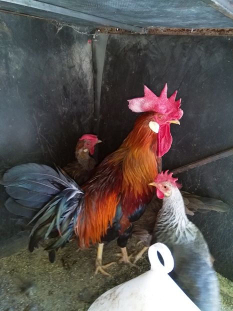  - Găinile mele italiene 2018