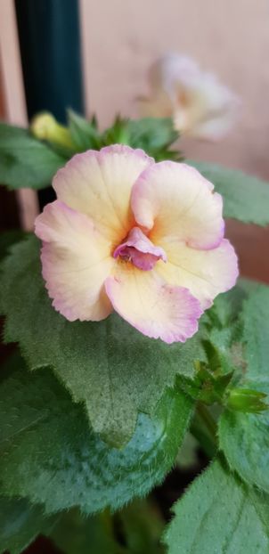 Blueberry Lemon - Achimenes