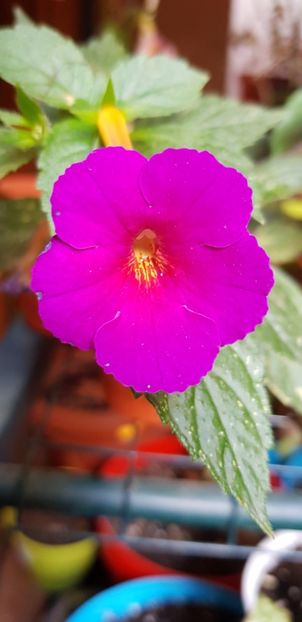 Purple Kimono - Achimenes