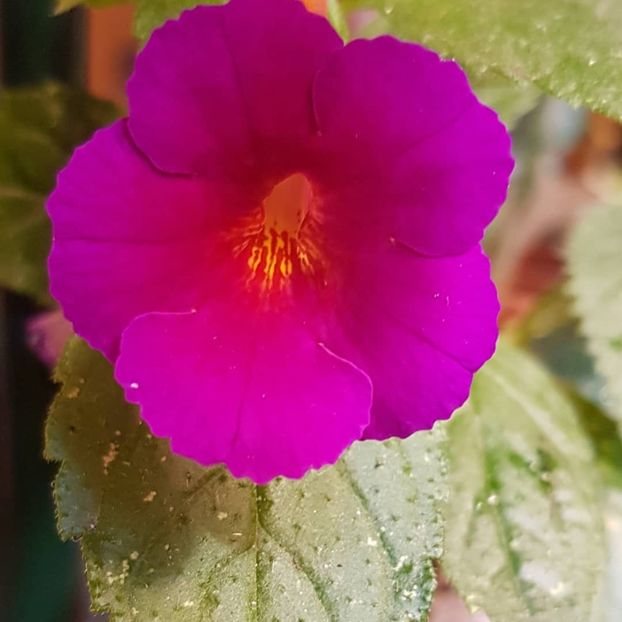 Purple Kimono - Achimenes