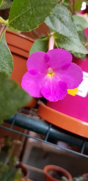  - Achimenes