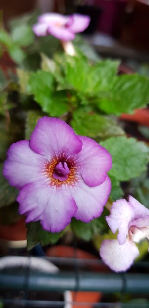 Jemmina'O Riley - Achimenes