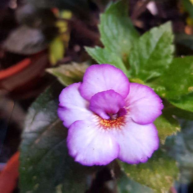 Jemmina'O Riley - Achimenes