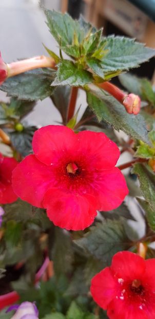 Indian Summer - Achimenes