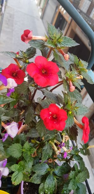 Indian Summer - Achimenes