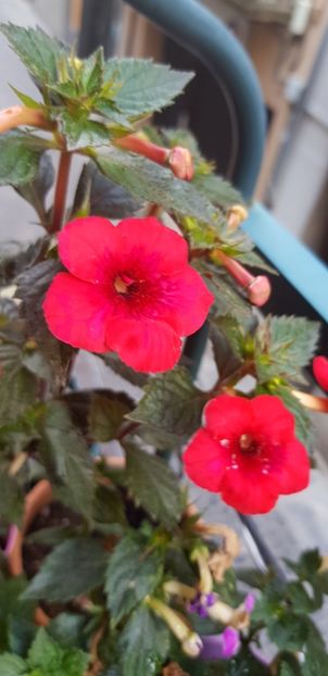 Indian Summer - Achimenes