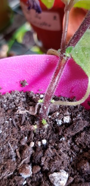 Oare facem rizomasi? - Achimenes