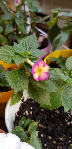 Honey Queen - Achimenes