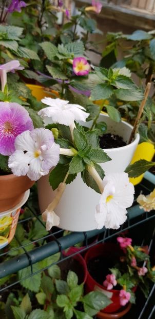 White Glory - Achimenes
