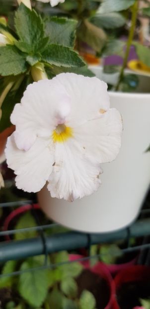White Glory - Achimenes
