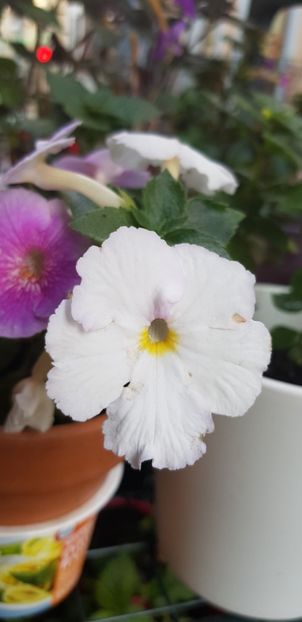 White Glory - Achimenes