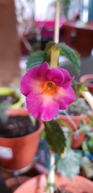 Dark Sun - Achimenes