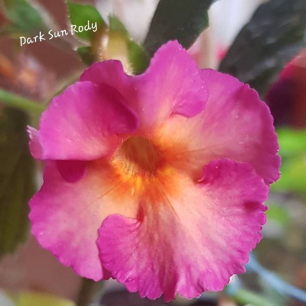Dark Sun - Achimenes