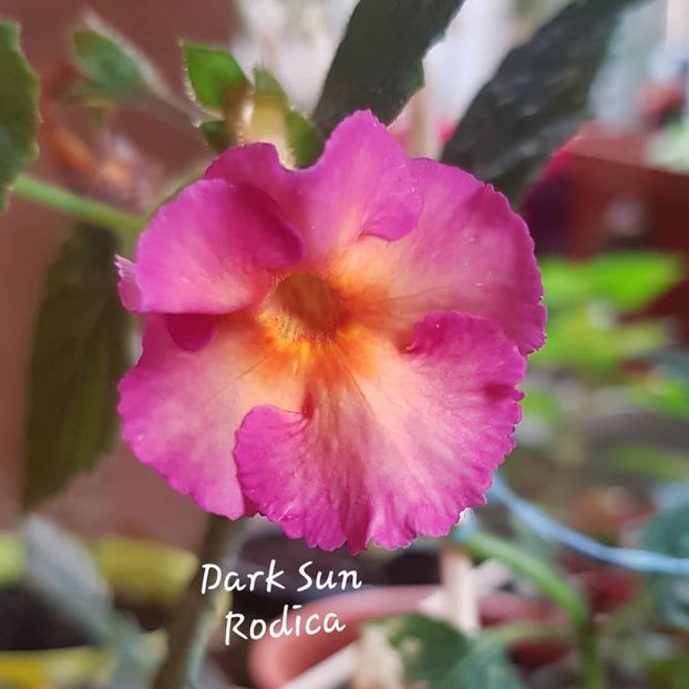 Dark Sun - Achimenes