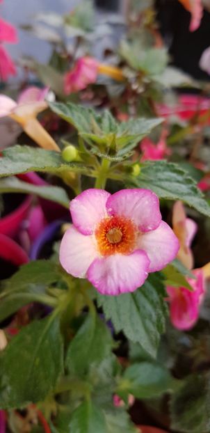 September Queen - Achimenes