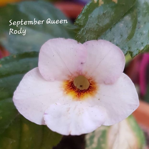 September Queen - Achimenes